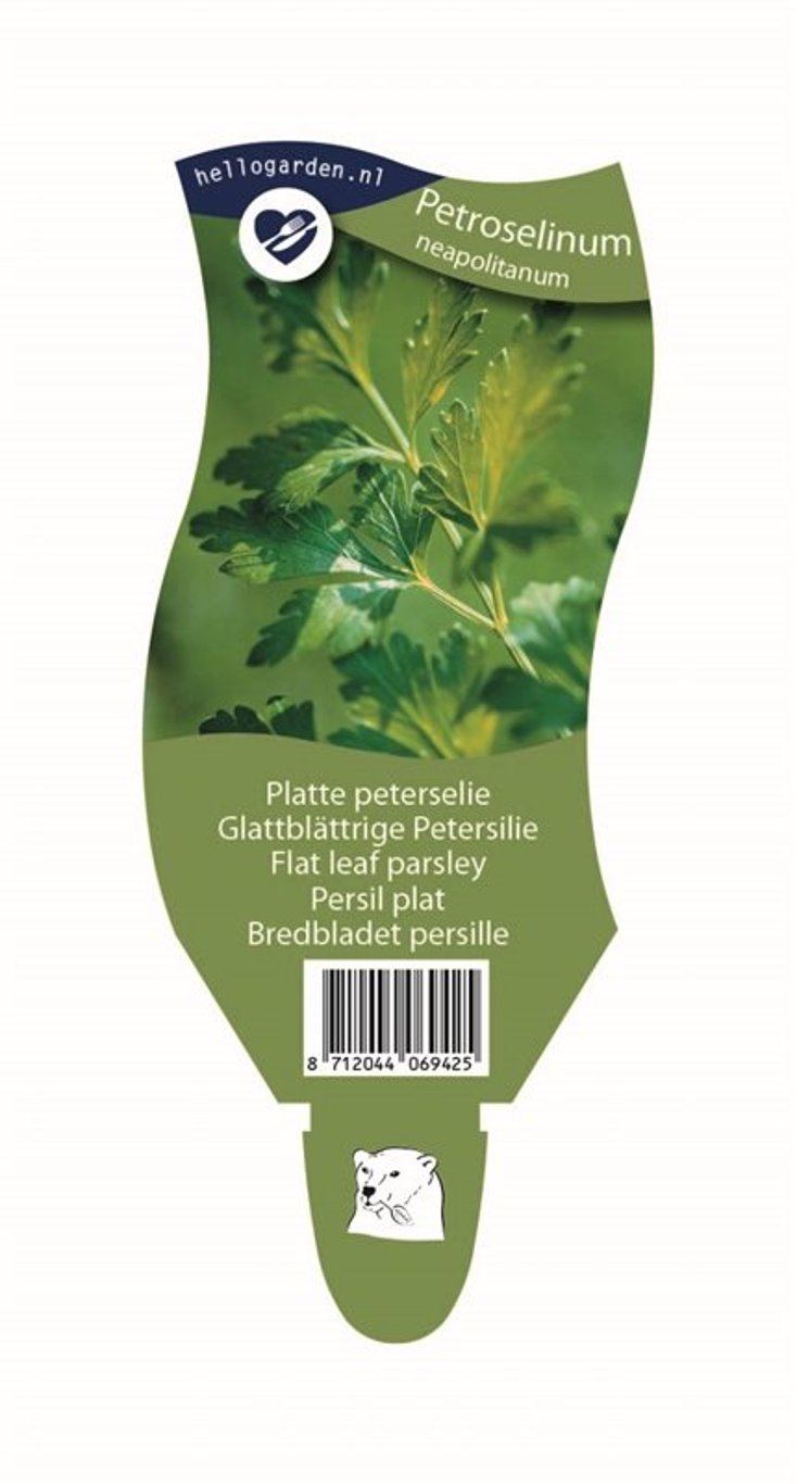 Petroselinum crispum neapolitanum - P11